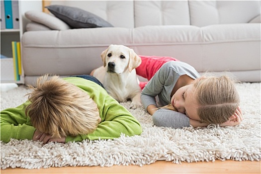 可爱,小狗,地毯
