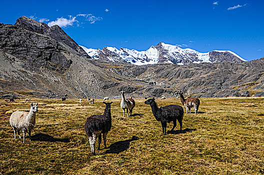 群,羊驼,玻利维亚,高原,南美