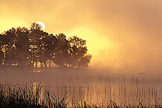 日出,上方,树,雾,湖,安大略省,加拿大