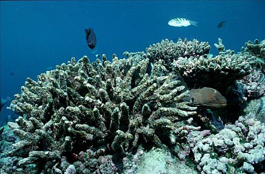 死,珊瑚礁,马尔代夫,印度洋