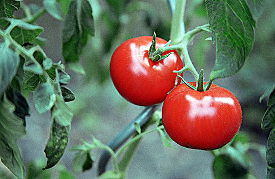 成熟,西红柿