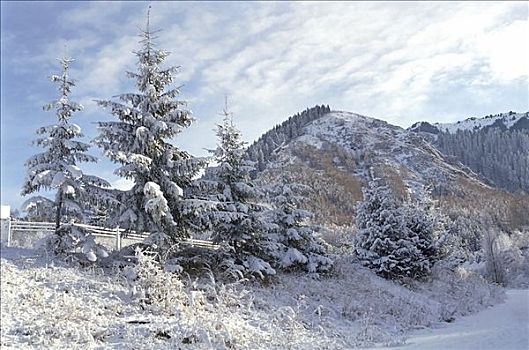 雪,山峦,阿拉木图,区域,哈萨克斯坦