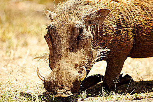 普通,疣猪,进食,头像,克鲁格国家公园,南非,非洲