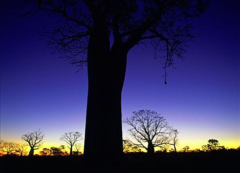 猴面包树,黄昏,靠近,西澳大利亚,澳大利亚