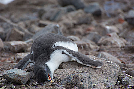 南极,港口,巴布亚企鹅,生物群,幼禽,睡觉,温暖,白天