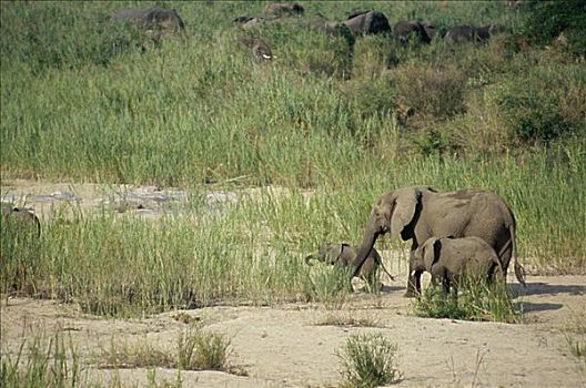 非洲象,克鲁格国家公园,南非