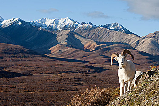 绵羊,白大角羊,德纳里峰国家公园,阿拉斯加