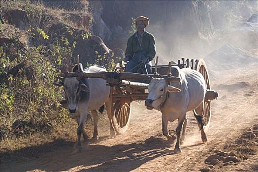 缅甸,牛,拉拽,手推车