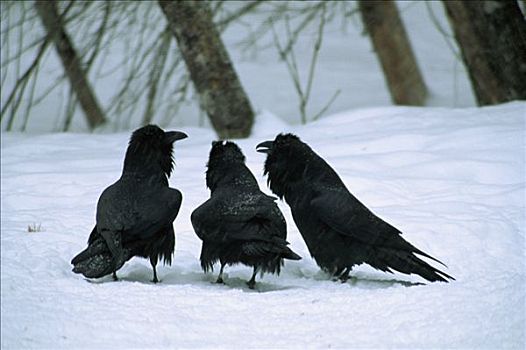 大乌鸦,渡鸦,三个,雪中,明尼苏达