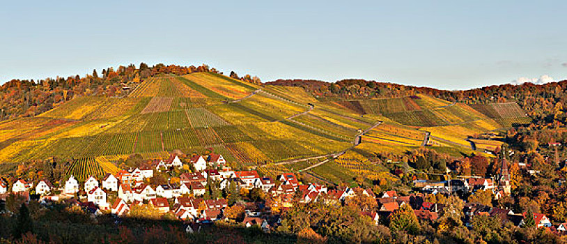 葡萄园,秋天,靠近,斯图加特,巴登符腾堡,德国,欧洲