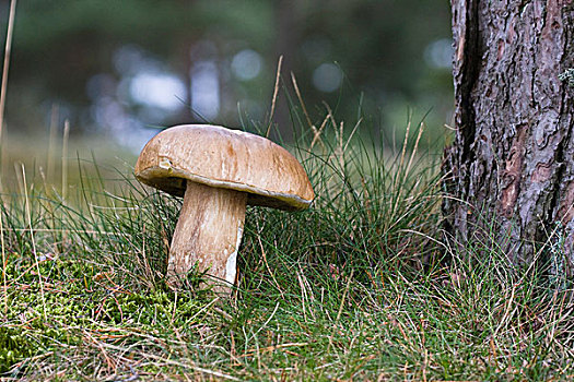 牛肝菌,蘑菇,史马兰,南方,瑞典,斯堪的纳维亚,欧洲