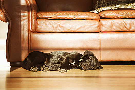黑色拉布拉多犬,小狗,睡觉