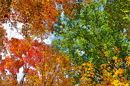红色,黄色,叶子,桦树,枫树,树,秋天,阿尔冈金省立公园,安大略省,加拿大