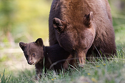 黑熊,美洲黑熊,母亲,幼兽,碧玉国家公园,艾伯塔省,加拿大