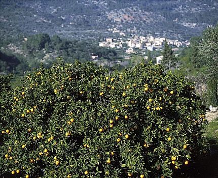 橘树,水果,农业,马略卡岛,岛屿,西班牙,欧洲