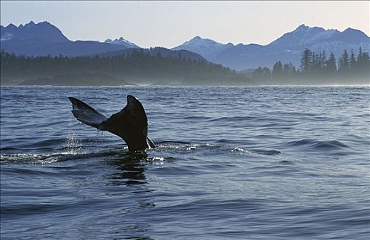 灰鲸,尾部,格里夸湾,温哥华岛,不列颠哥伦比亚省,加拿大