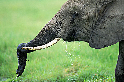 非洲象,成年,饮用水,马赛马拉,公园,肯尼亚