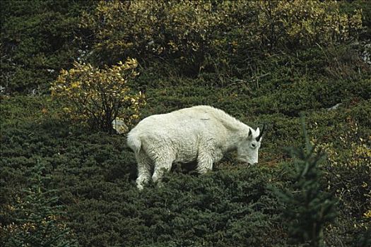 落基山,山羊,雪羊,碧玉国家公园,艾伯塔省,加拿大