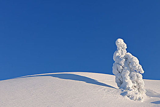积雪,树,库萨莫,北方,芬兰