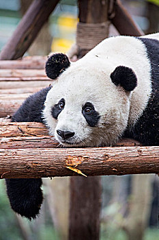 中国,四川,大熊猫,熊,休息,木质,成都,研究,饲养