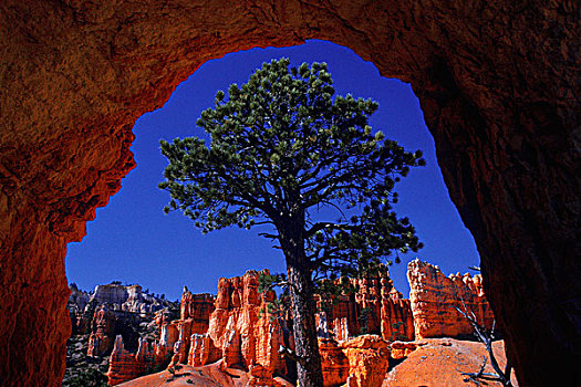 树,洞穴,布莱斯峡谷国家公园,犹他,美国