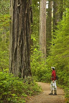 远足者,树林,红杉国家公园,加利福尼亚,美国