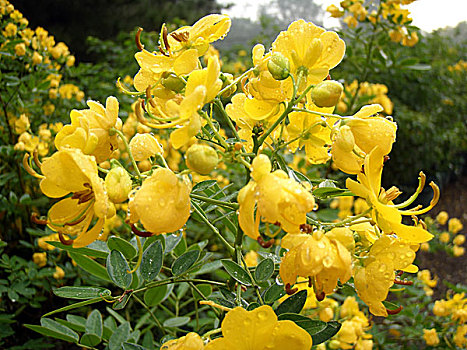 北京圆明园雨中的黄色鲜花