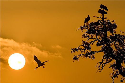 白鹳,群,日落,多尼亚纳国家公园,西班牙