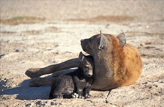 幼仔,鬣狗,斑鬣狗,安伯塞利国家公园,肯尼亚
