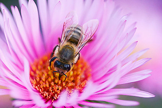 蜜蜂,漂亮,花