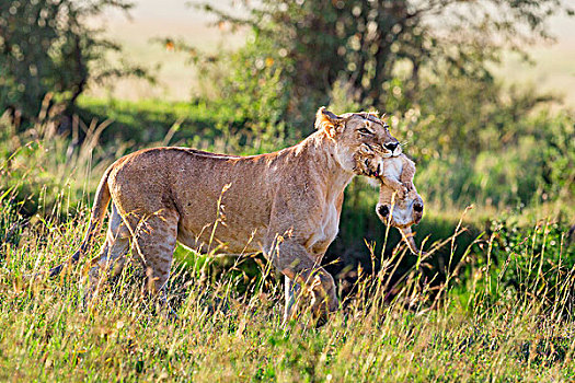 肯尼亚,马赛马拉,雌狮,移动,一个,幼兽,隐藏处,嘴