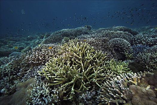 珊瑚礁,西巴丹岛,岛屿,西里伯斯海,婆罗洲