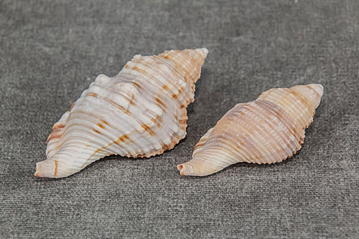 海洋生物软体动物门海螺装饰品