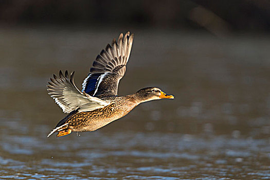 野鸭,绿头鸭,雌性,飞行,北方,黑森州,德国,欧洲
