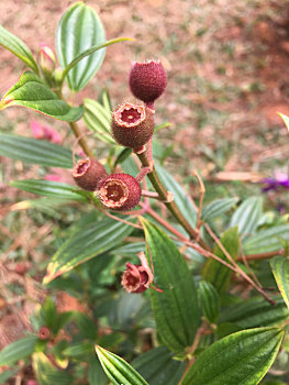 双子叶植物,开花植物