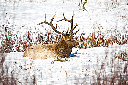 美国,科罗拉多,公麋鹿,休息,雪中