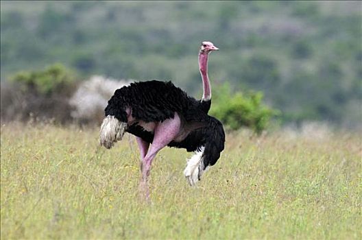 马赛鸵鸟,内罗毕国家公园,肯尼亚,东非,非洲