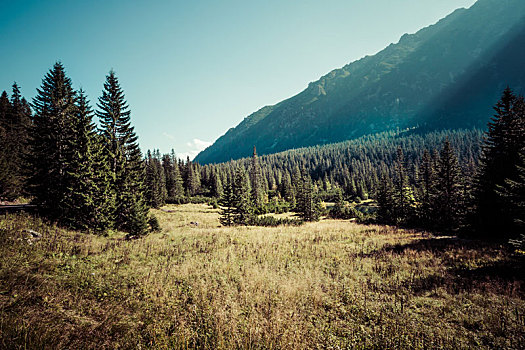 风景,山,徒步旅行,波兰,欧洲