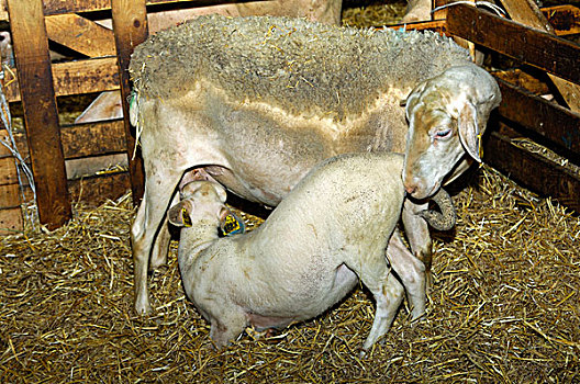 羊羔,吸吮,母羊,拉康,牛奶,绵羊,阿韦龙省,法国,欧洲