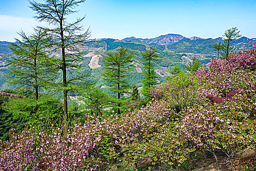 山野,樱花,烂漫