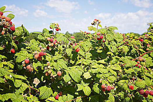 树莓藤,挑选,农场,安大略省,加拿大