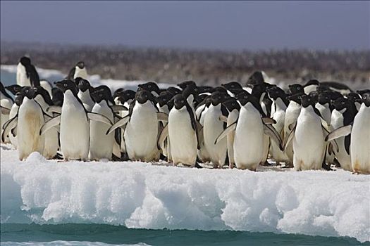 阿德利企鹅,成群,冰山,保利特岛,南极