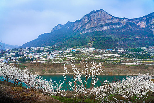 贵州贵阳凹河两岸樱花