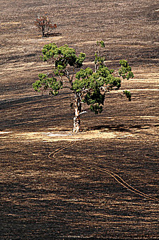 桉树,树,黑色,星期六,林区大火,2009年,维多利亚,澳大利亚