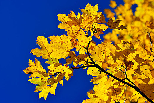 枫树,叶子,秋天,上巴伐利亚,巴伐利亚,德国,欧洲