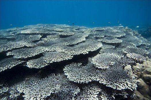珊瑚礁,遮盖,石头,珊瑚
