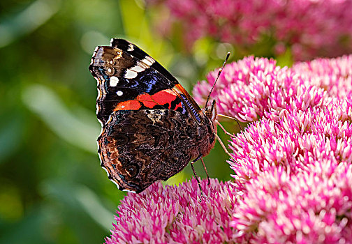 赤挟蝶,红蛱蝶,花,景天属植物,巴伐利亚,德国,欧洲