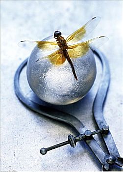 蜻蜓,银球,卡尺