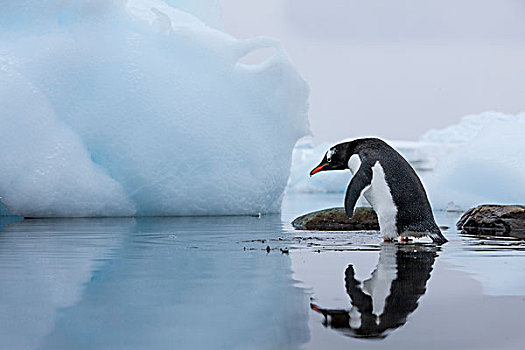 南极,岛屿,巴布亚企鹅,涉水,浅,泻湖,过去,冰山