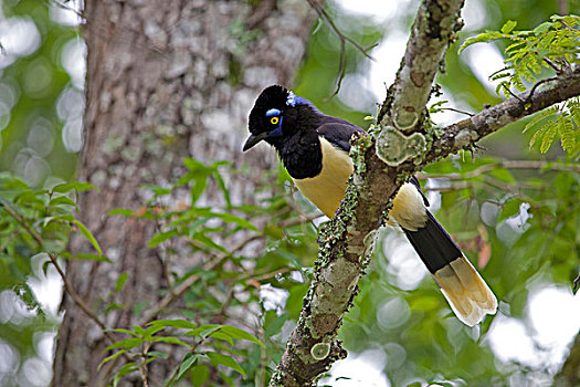 成年,栖息,枝头,伊瓜苏国家公园,巴西,南美